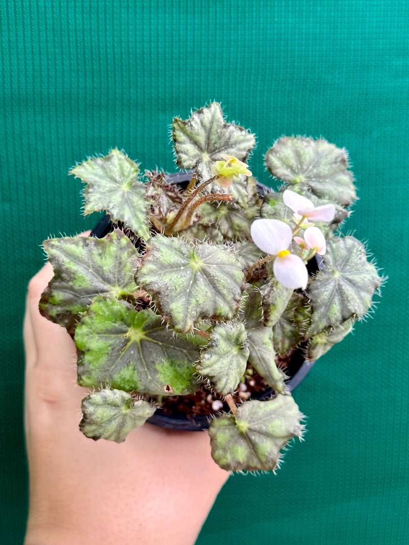 Begonia ‘Warden Bend’