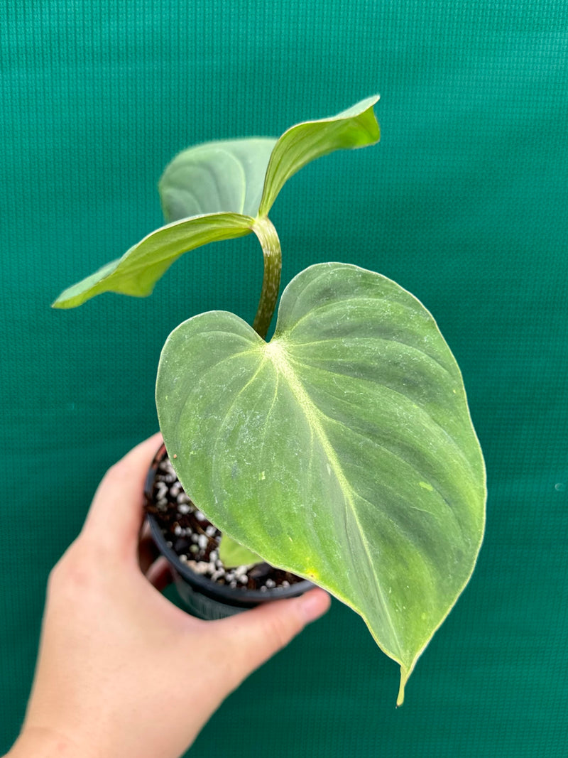 Philodendron ‘Gloriosum’