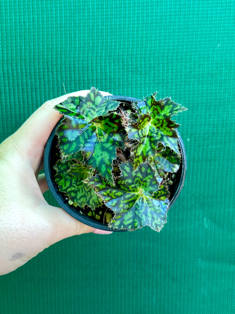 Begonia NOID 25