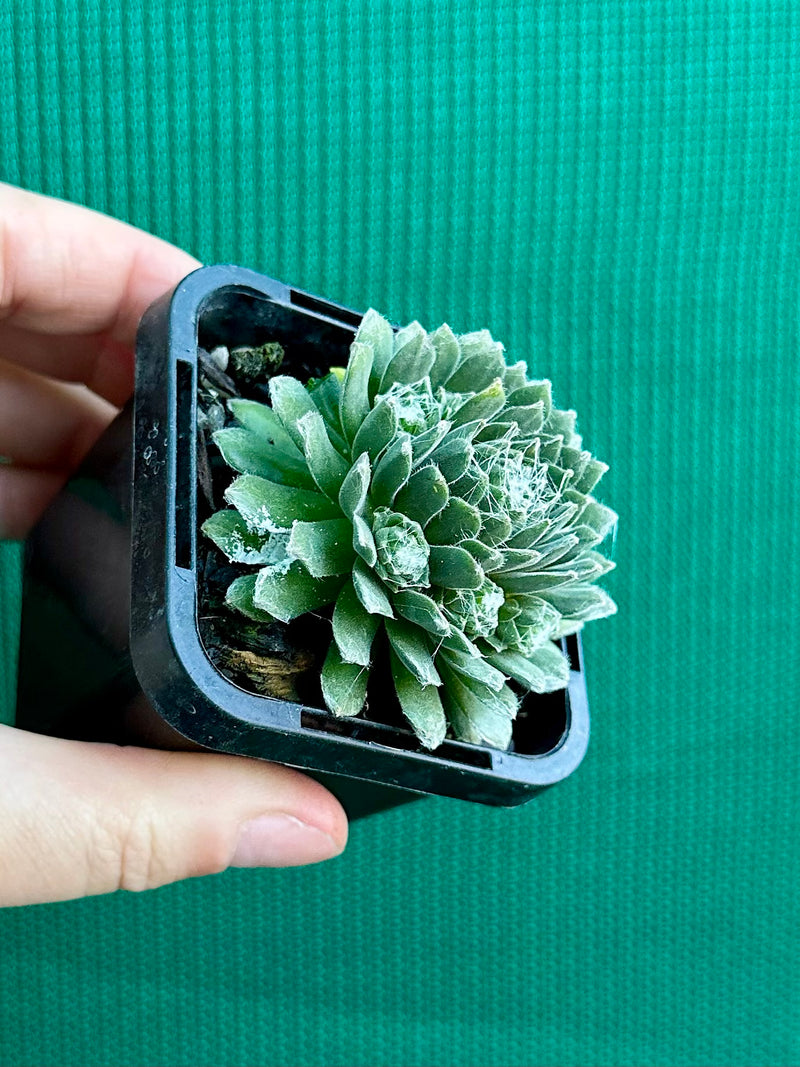 Sempervivum ‘Tiny Tots’