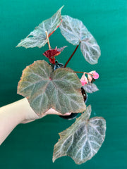 Begonia ‘Robyn’ NEW