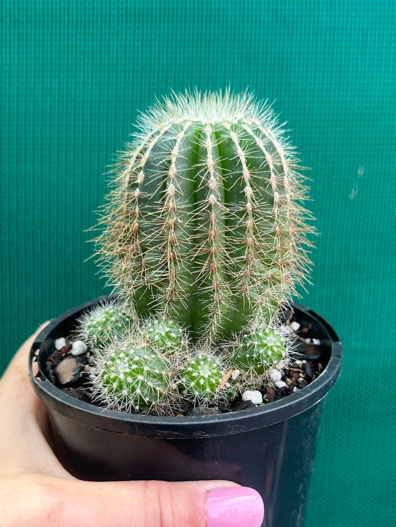 Notocactus magnificus