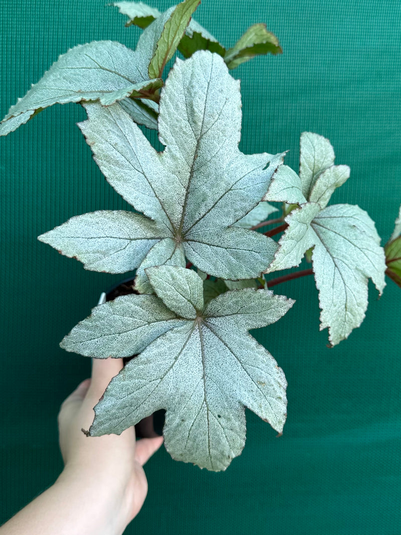 Begonia ‘Pollux’ NEW