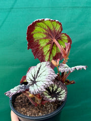 Begonia ‘Fireworks’