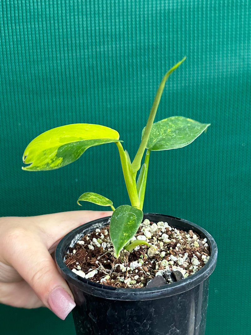 Philodendron ‘Domesticum Variegated’ NEW