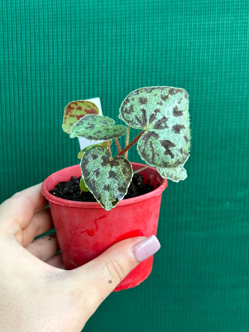 begonia austrovietnamica