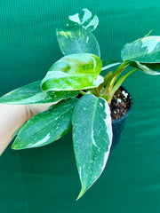 Philodendron ‘White Princess’