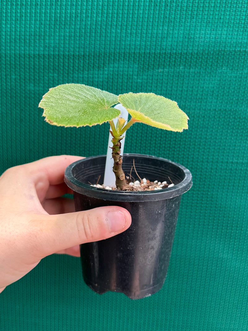 Begonia dipetala