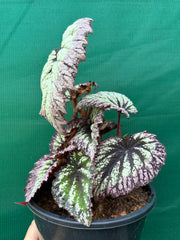 Begonia ‘Fireworks’