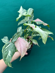 Syngonium ‘Red Spot Tri-Colour’