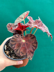 Begonia ‘Meteor’ NEW