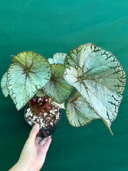 Begonia NOID 69 NEW