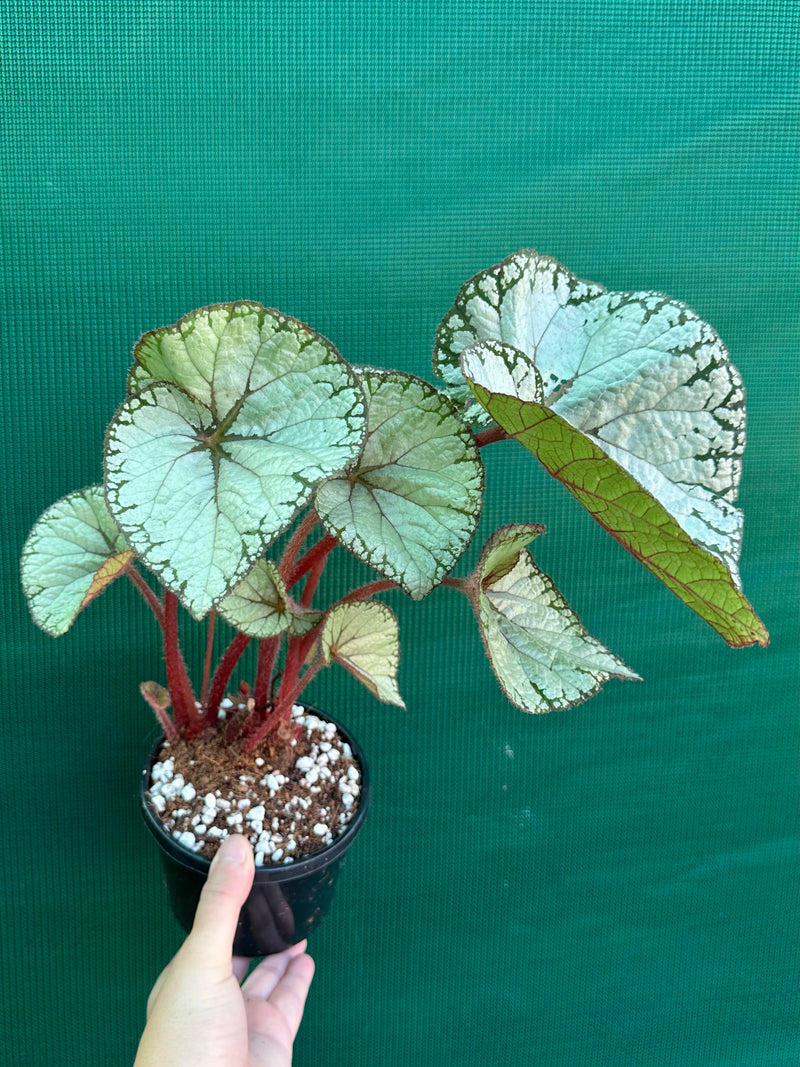 Begonia NOID 69 NEW