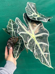 Alocasia ‘Polly’