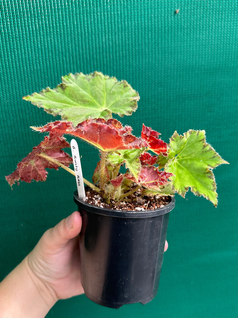 Begonia ‘Rusty Ross’