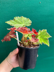 Begonia ‘Rusty Ross’