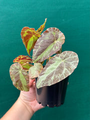 Begonia ‘Burkillii’ NEW