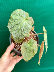 Begonia ‘Frisbee’ NEW