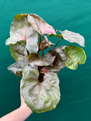 Syngonium 'Strawberry Ice’