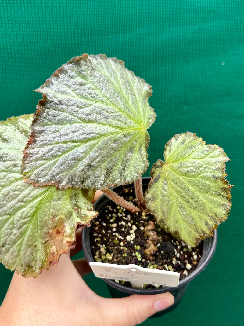Begonia ‘Blanche’