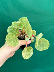 Begonia crispula