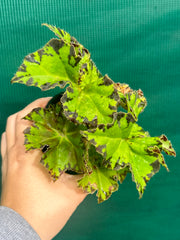 Begonia ‘Russet Queen’