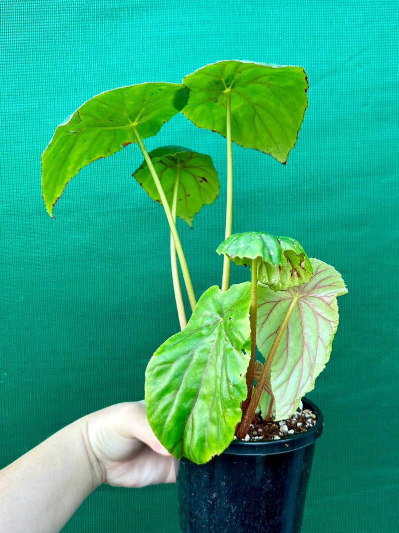 Begonia ‘Nelumbiifolia Rubra’