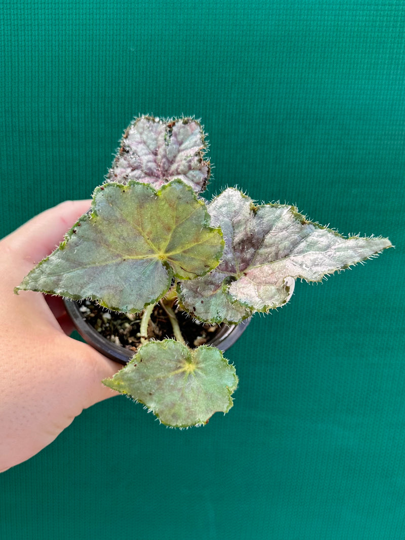 Begonia ‘Windemere’