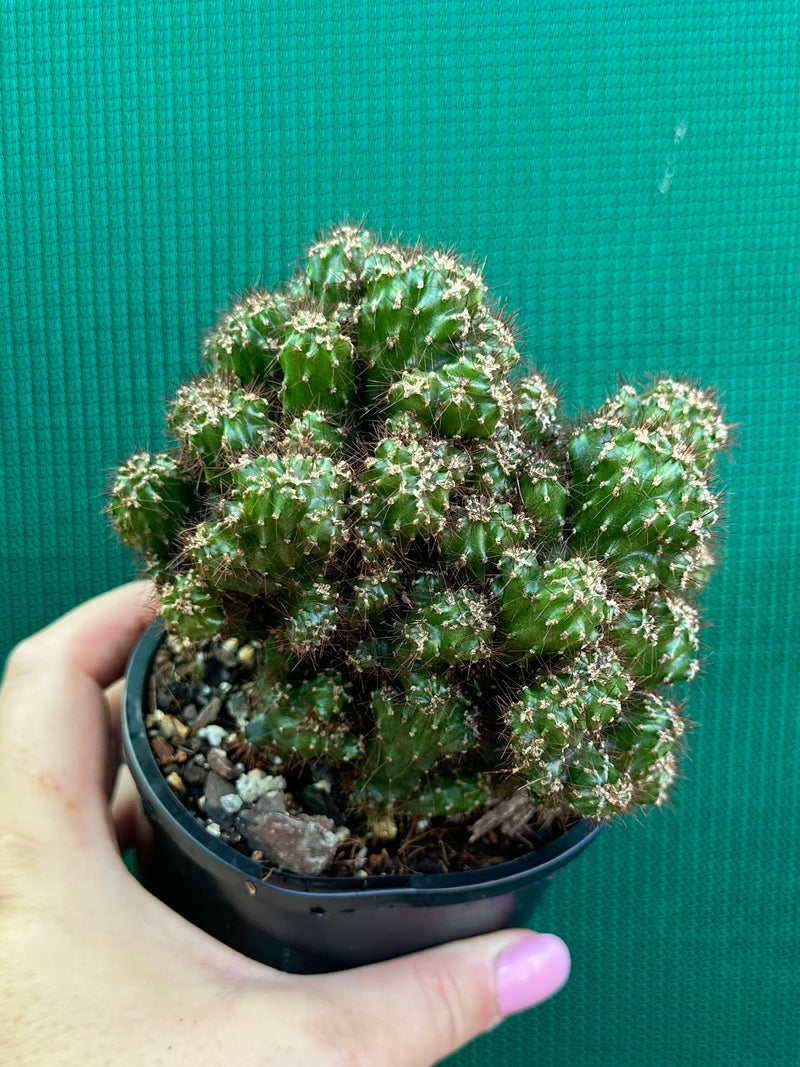 Cereus Peruvianus 'Monstrose'