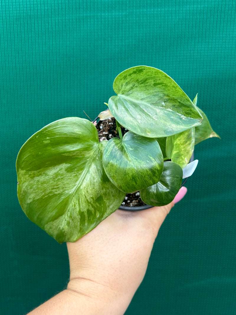 Philodendron Heart-leaf Variegated