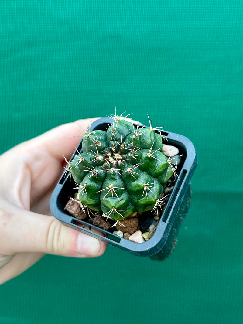 Gymnocalycium