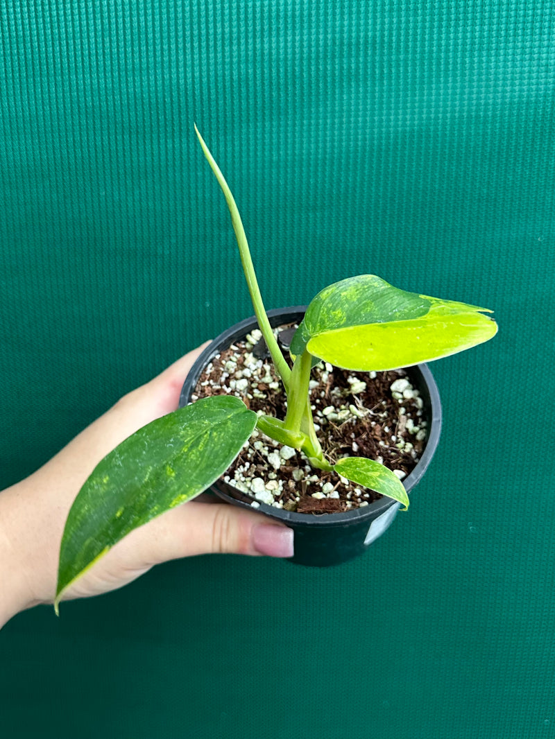 Philodendron ‘Domesticum Variegated’ NEW