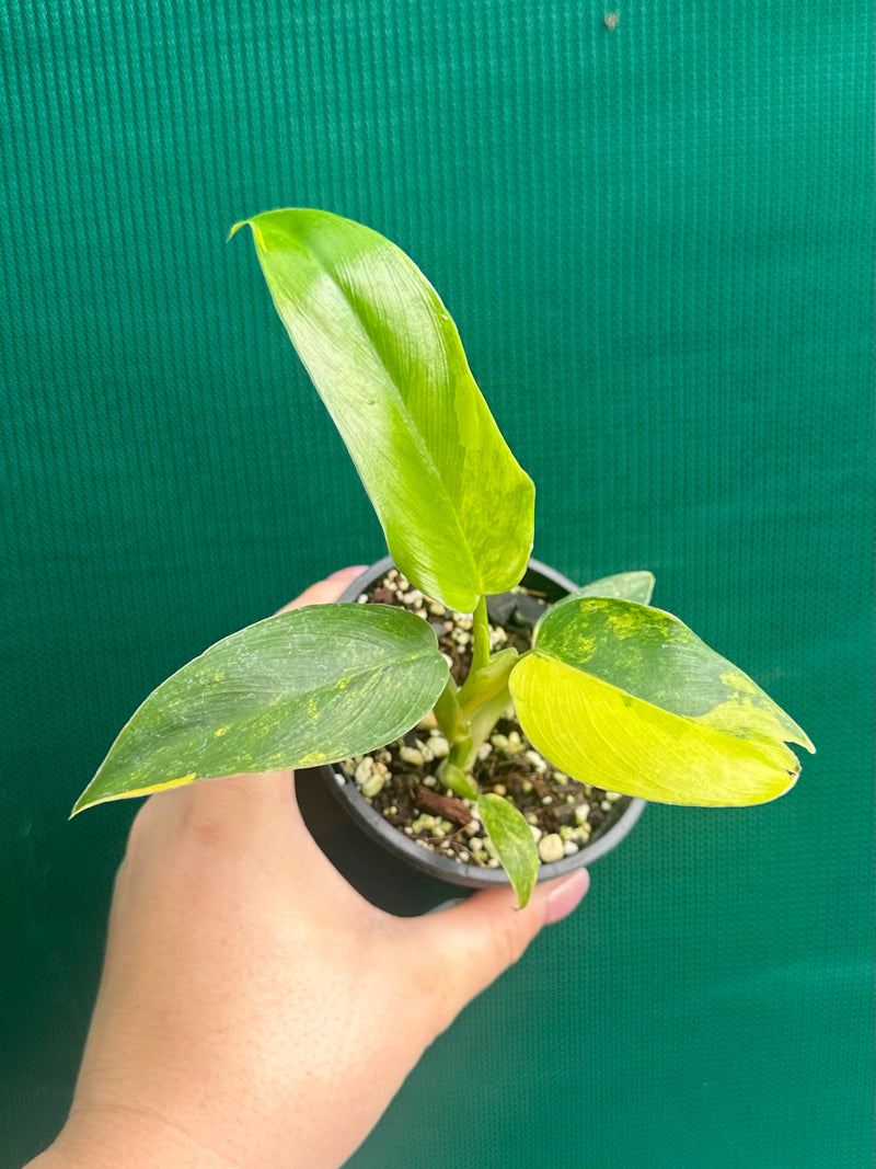 Philodendron ‘Domesticum Variegated’ NEW