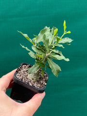 Fockea edulis NEW