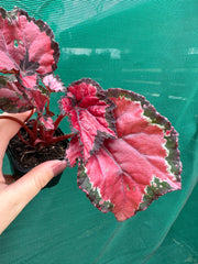 Begonia ‘Red Kiss’