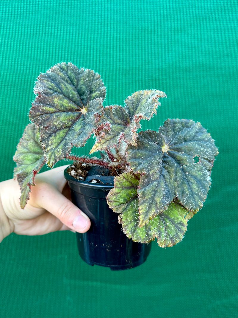 Begonia ‘Velvet Storm’