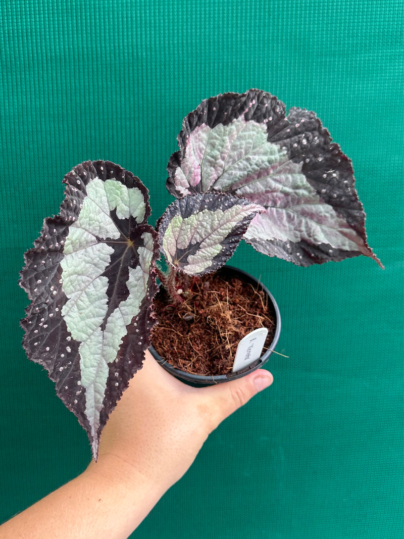 Begonia ‘Vienetta’ NEW