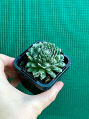 Sempervivum ‘Tiny Tots’