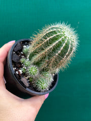 Notocactus magnificus