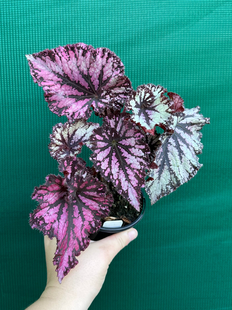 Begonia NOID 56 NEW