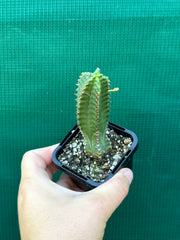 Euphorbia jansenvillensis