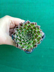 Sempervivum ‘Strocki’s Beauty’