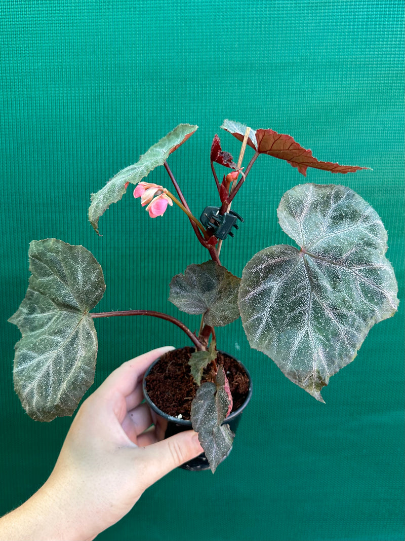 Begonia ‘Robyn’ NEW