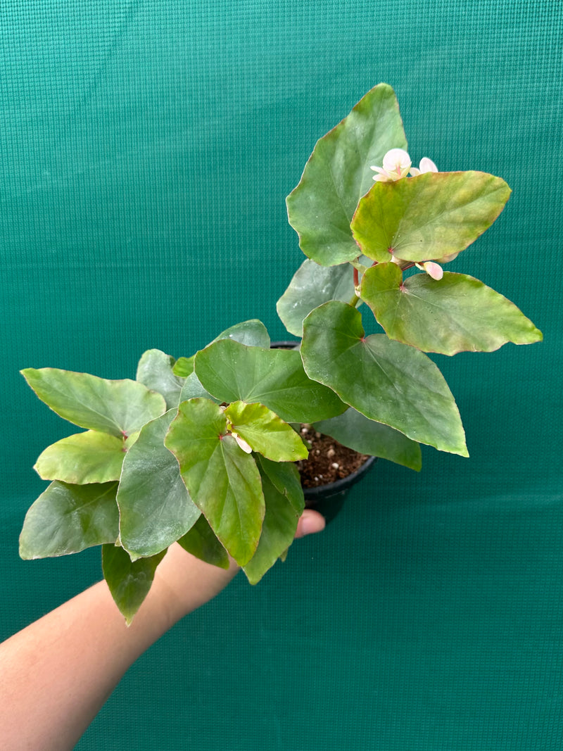 Begonia ‘Kathleen Myer’