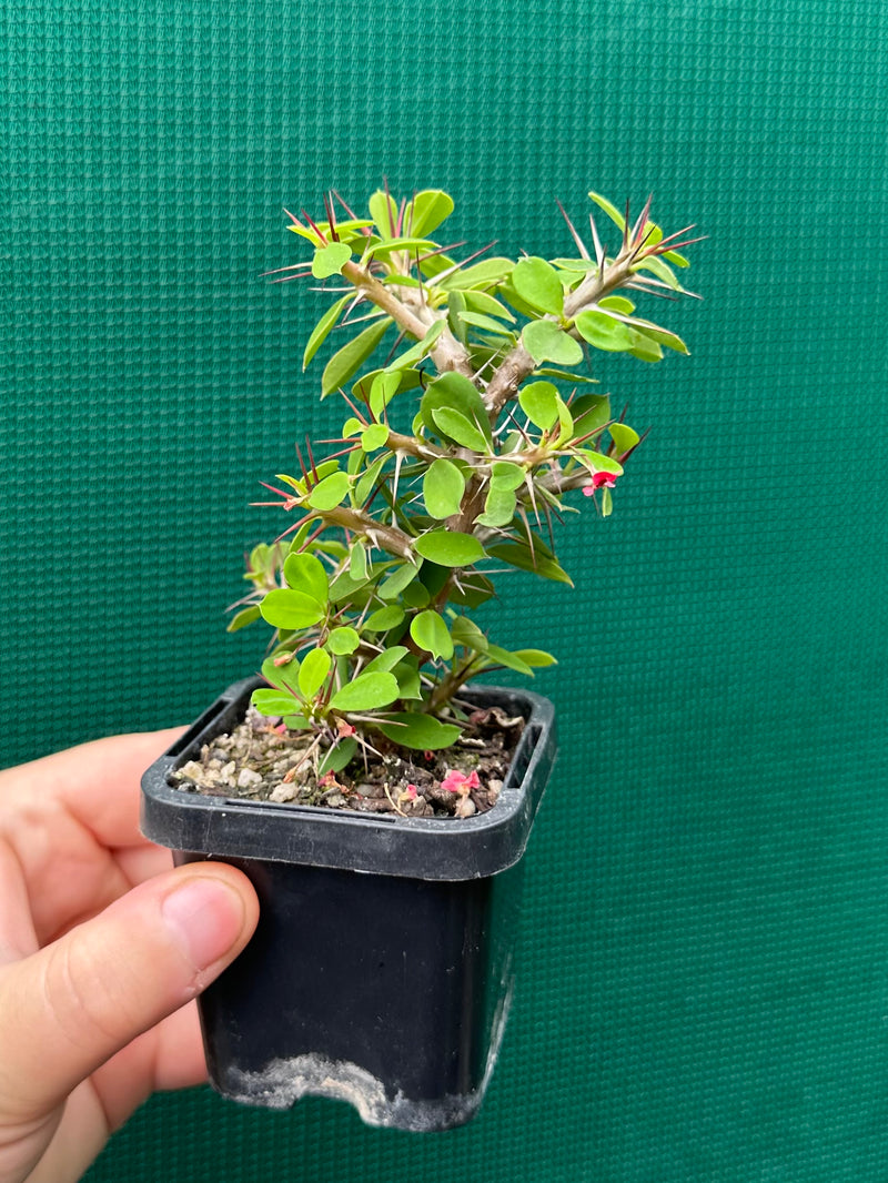 Euphorbia millii ‘Lucky Lady’ NEW