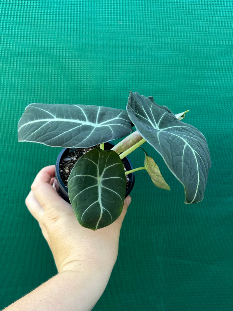 Alocasia ‘Black Velvet’