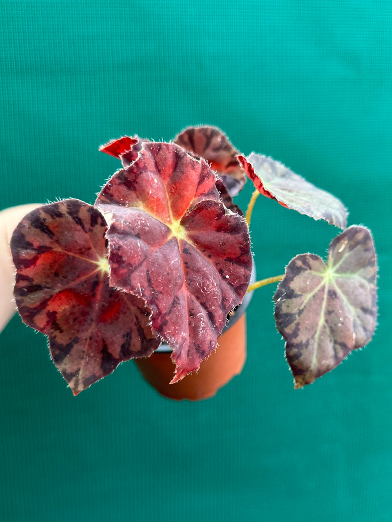 Begonia ‘Meteor’ NEW