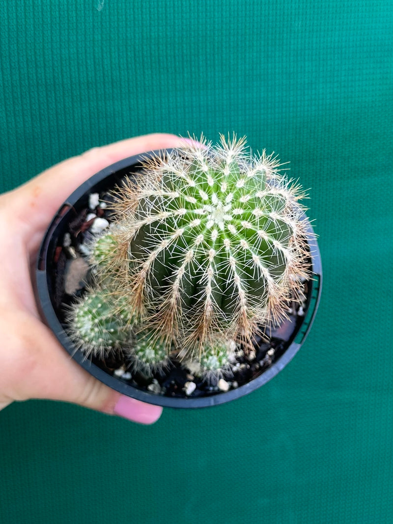 Notocactus magnificus