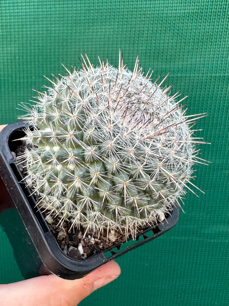 Mammillaria Hahniana