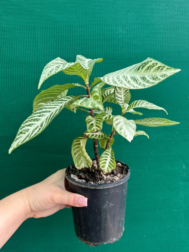 Aphelandra squarrosa 'Snow White'